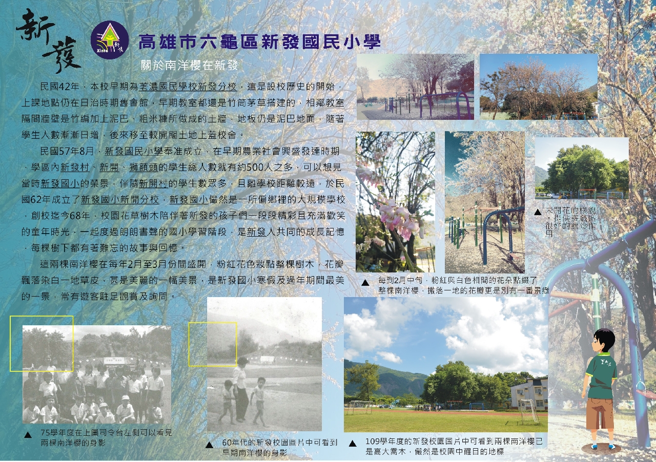 全國最美校樹-新發南洋櫻01.JPG